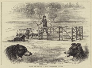 Ensaios de cães de ovelha no Palácio de Alexandra (gravura) de English School