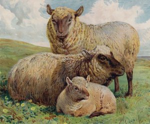 Ovelha e cordeiro (cor litho) de English School