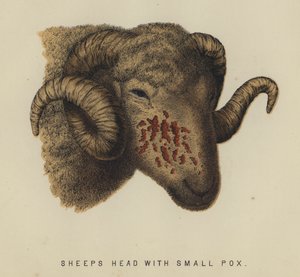 Cabeça de ovelha com varíola pequena (cor litho) de English School
