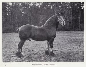 Shire Stallion "Buscot Harold" (litho) de English School