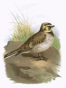 Lark Shore