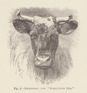 Vaca Shorthorn, "Darlington 15th" (gravura) de English School