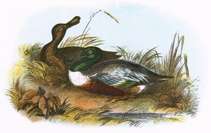 Pato-colhereiro de English School