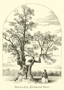 Shrew-Ash, Richmond Park de English School