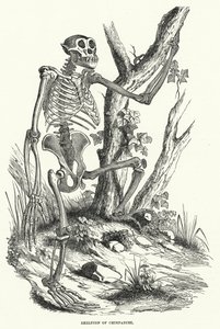 Esqueleto de Chimpanzé (gravura) de English School