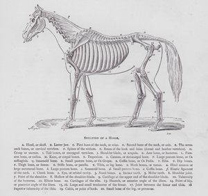 Esqueleto de um Cavalo (gravura) de English School