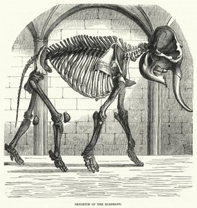 Esqueleto do Elefante (gravura) de English School