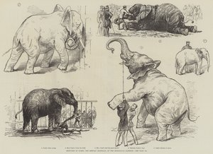 Esboços do Jumbo, o Elefante Africano, no Jardim Zoológico (litho) de English School