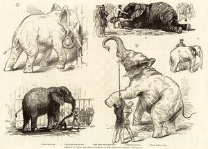 Esboços de jumbo, o elefante africano, no zoológico de English School