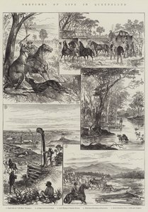Sketches of Life in Queensland (gravura) de English School