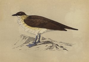 Skua (litografia a cores) de English School