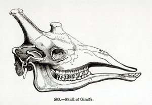 Crânio de uma girafa de English School