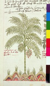 Sloane 4013 f.5v Data palmeira de "Descrições de plantas indígenas de English School