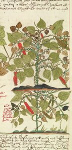 Sloane 4013 f.7 Det. Pepper Plant de "Descrições de Plantas Indianas de English School