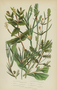 Erva-de-são-joão, erva-de-são-joão, erva-de-são-joão, erva-de-são-joão, erva-de-são-joão (litografia a cores) de English School