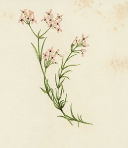Pequena aspérula cynanchica, Asperula Cynanchica (cor litho) de English School