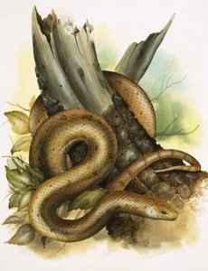 Cobra de English School