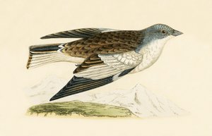 Snow Finch, ilustração de "Uma História das Aves da Europa Não Observadas nas Ilhas Britânicas", de Charles Robert Bree (1811-1886), publicada em 1867. de English School