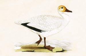 Snow Goose, ilustração de "Uma História das Aves da Europa Não Observadas nas Ilhas Britânicas", de Charles Robert Bree (1811-1886), publicada em 1867 de English School