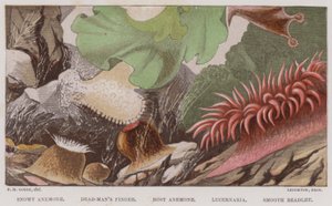 Anémona Neve, Dedo do Homem Morto, Anémona Rosada, Lucernária, Lisa Beadlet (cor litho) de English School