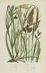 Carex Castanho Macio, Carex Pântano Bracteado, Carex Alpino de Cabeça Fechada, Carex Hoary, Carex Preto (cor litho) de English School
