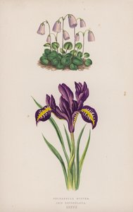 Soldanella Minima; Iris Reticulata (cor litho) de English School