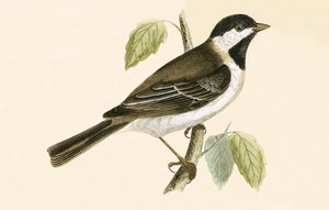 Sombre Tit, ilustração de &39;Uma história das aves da Europa não observada nas ilhas britânicas&39; por Charles Robert Bree (1811-1886), publicado em 1867 de English School