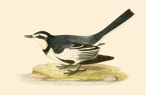 Alvéola Sombria, ilustração de "Uma História das Aves da Europa Não Observadas nas Ilhas Britânicas", de Charles Robert Bree (1811-1886), publicada em 1867 de English School