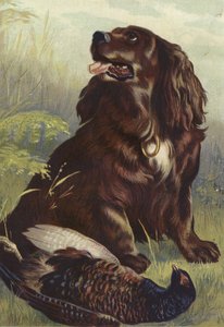 Spaniel e faisão
