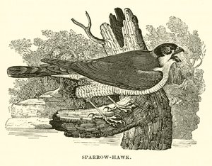 Sparrow-Hawk (gravura) de English School