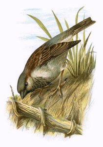 Pardal