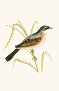 Toutinegra-de-óculos, ilustração de "Uma História das Aves da Europa Não Observadas nas Ilhas Britânicas", de Charles Robert Bree (1811-1886), publicada em 1867 de English School