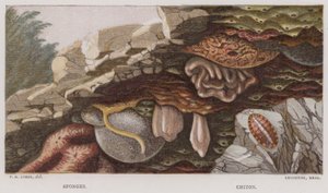 Esponjas, Chiton (litografia a cores) de English School