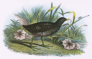 Crake manchado de English School