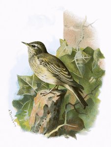 Flycatcher manchado