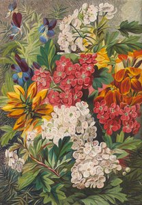 Flores da primavera (litografia a cores) de English School