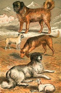 São Bernardo, Bulldog, Bloodhound, Terra Nova e Galgo Italiano de English School
