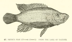 Peixe St Peters (Chromis Simonis), do lago da Galiléia de English School