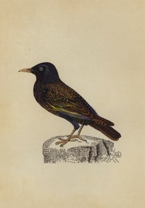 Estorninho (cor litho) de English School