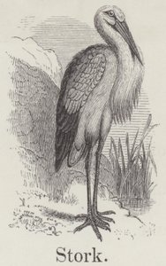 Cegonha (gravura) de English School