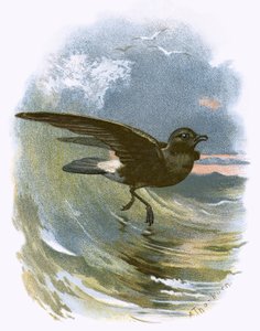Petrel da Tempestade de English School