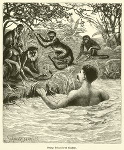 Estranho comportamento dos macacos (gravura) de English School