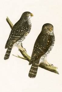 Strix Pusilla, ilustração de "Uma História das Aves da Europa Não Observadas nas Ilhas Britânicas", de Charles Robert Bree (1811-1886), publicada em 1867. de English School