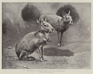 Estudos da Vida nos Jardins Zoológicos, Maras ou Cavernas Patagônicas (litho) de English School