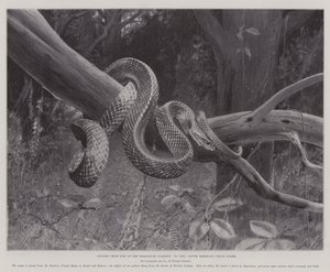 Estudos da Vida no Jardim Zoológico, Cobra Corais da América do Sul (litho) de English School