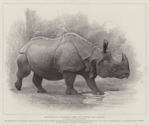 Estudos da Vida no Jardim Zoológico, o Grande Rinoceronte Indiano (litho) de English School
