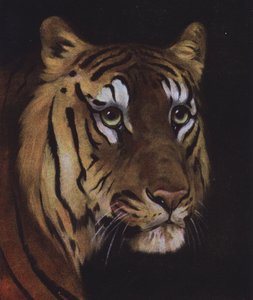 Estudo da cabeça de um tigre (cor litho) de English School
