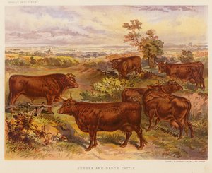 Gado de Sussex e Devon (litografia a cores) de English School