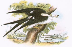 Papagaio-de-cauda-de-cauda