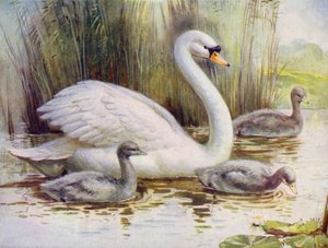Cisne e cisnes (cor litho) de English School